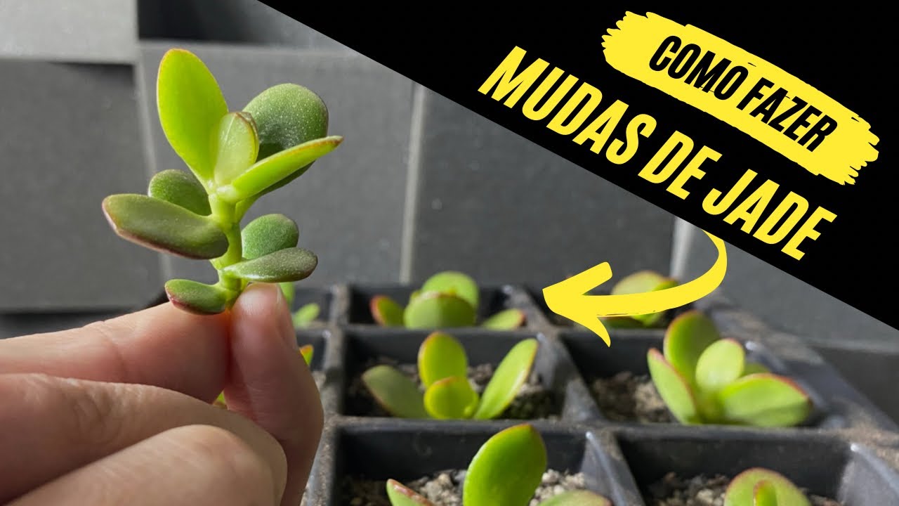 Como fazer mudas de Jade - replantando os galhos podados