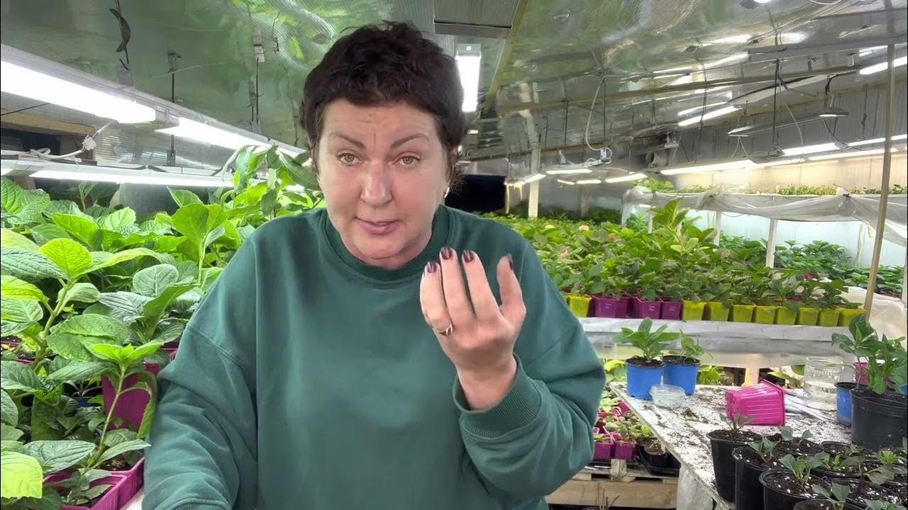 анонс помета щенков. питомник милы ютуб. кролик флаффи. питомник милы ютуб. денеб кейтос питомник рчт официальный сайт.