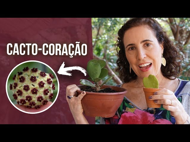 🌵💕 CACTO-CORAÇÃO (Hoya kerrii) - Como Cultivar | Nô Figueiredo - thptnganamst.edu.vn