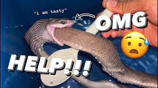 HELP!! My Snake keeps EATING HERSELF !!! ~ I saved her but…