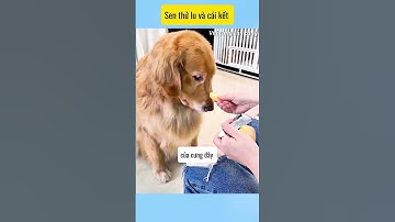 Sen giả vờ thử Lu ,ai ngờ # vui cùng cún cưng