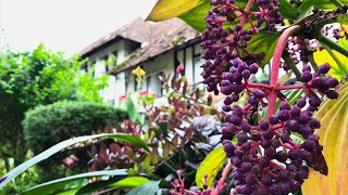 Christmas in Malaysia ... Ye Olde Smokehouse / Boh Tea Plantation / Cameron Highlands Golf * * * * *