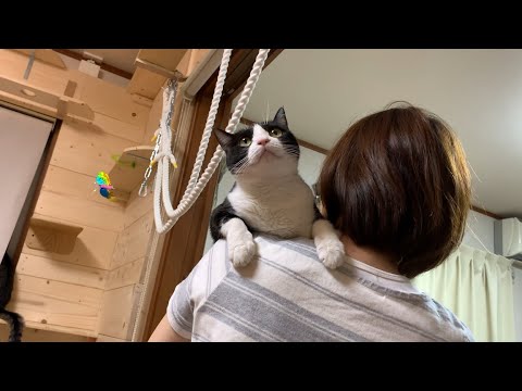 いろいろなところで寛ぐ猫