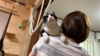 いろいろなところで寛ぐ猫