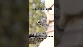 Baby Owl Throwing Up A Pellet