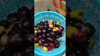 Comment if you like நாவற்பழம்? shorts jamunfruit fruit homegarden homegrown homevlog nature