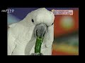 남미 앵무새는 우리나라의 【ㅊㅇㄱㅊ】를 미친 듯이 좋아한다 [스펀지], KBS 0503112 방송