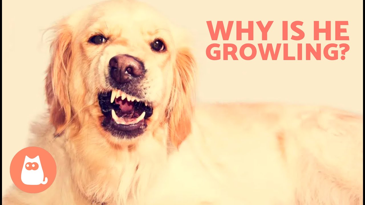 my-dog-growls-at-me-when-i-pet-them-6-causes-and-what-to-do