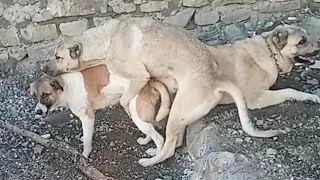 Köpeklerin çiftleşmesi ve kilitlenmesi Araz'ın yanında