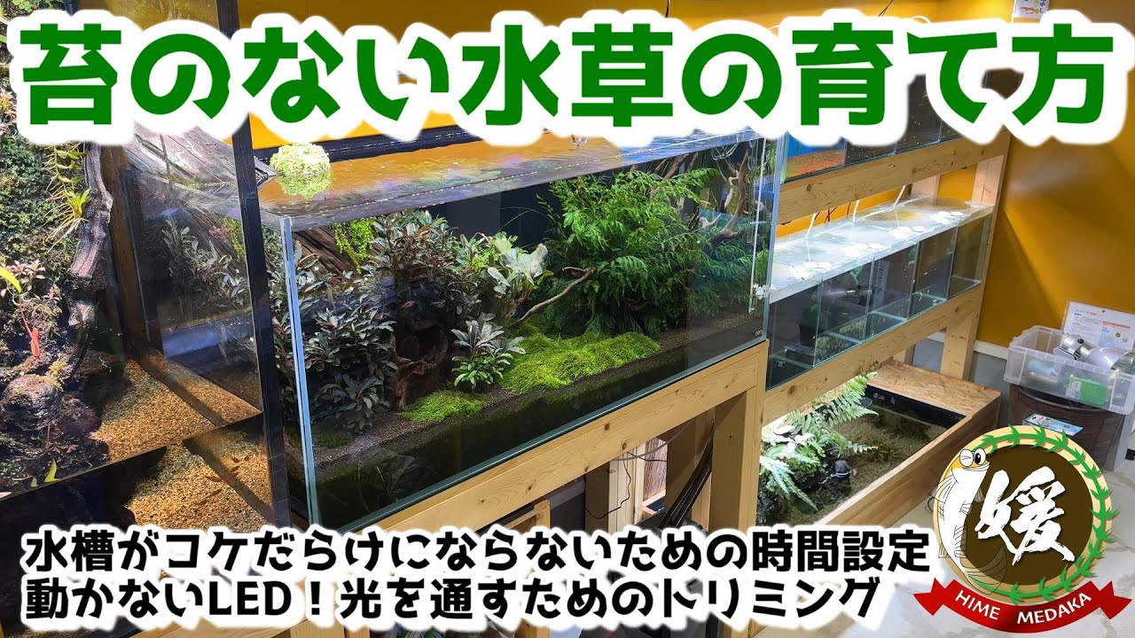水草の育て方～水槽がコケだらけにならない最適な照明時間＆光を通すためのトリミング～【媛めだか/水草水槽/パルダリウム】