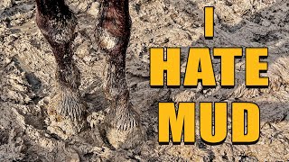 How to Keep Your Horse Paddock Mud Free - FOREVER! by The Budget Equestrian 13,253 views 10 months ago 11 minutes, 15 seconds