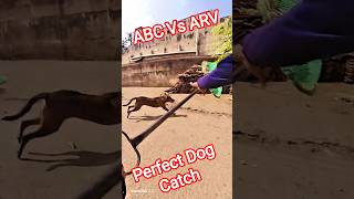 Gojo Single Dog Catch Up #shorts #ytviral #streetdogrevival #pets #abc #amazing