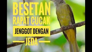 🔹MASTERAN SUARA CUCAK JENGGOT JERNIH DENGAN JEDA