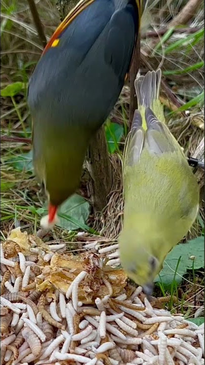 Zosterops White-Eye | Pekin Robin | Softbills | Bird Aviary | Bird Sounds