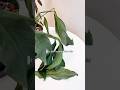 Peace Lily issues... I think it&rsquo;ll make it though! #plantcare #plantcaretips #houseplant