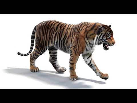 Animated Furry Tiger 3d Model video