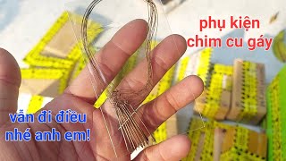 phụ kiện chim cu gáy thế Hiển 0914395359.vẫn hoạt động bình thường nhé anh em!