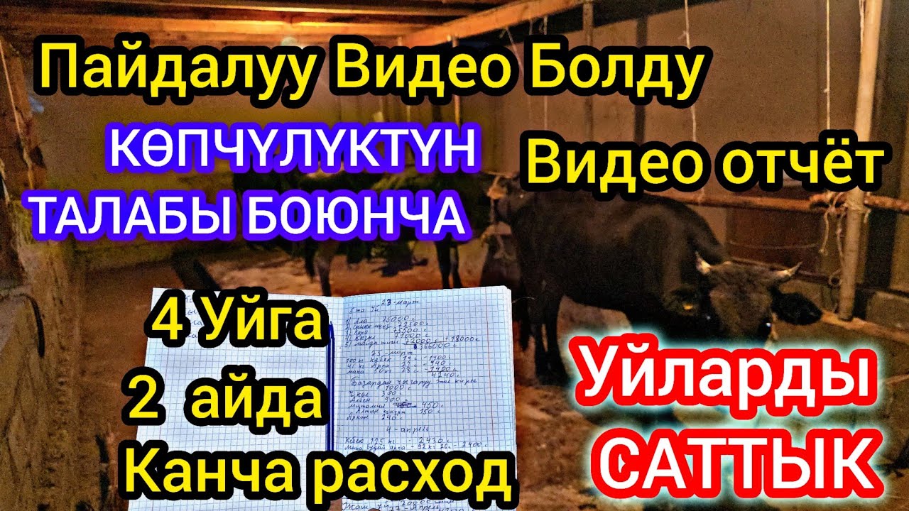 Өтө Пайдалуу  болду Уйларды Багууга Канча РАСХОД КЕРЕКТЕЛЕТ ? Ачык Айкын Айтылды