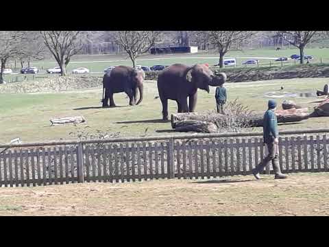 The day at the zoo and watching man talk about the  elephants