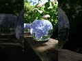 玉に入った紫陽花#shorts#アジサイ#あじさい