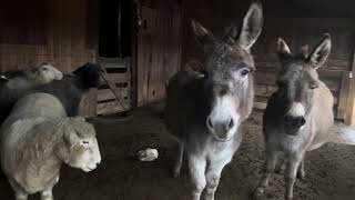 Good Monday Morning From Bedlam Farm 12/18/23 by mariawulf 441 views 3 months ago 3 minutes, 11 seconds