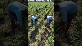 mirch ki ropai #farming 🫑🫑🫑🫑🫑🫑🫑🫑🫑🫑🌵🌵☘️☘️🏞️🌄🌈💯💯💯🌧️🌧️🌧️🌧️
