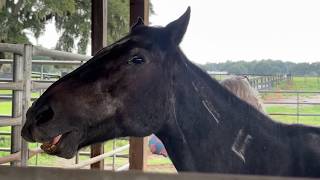 Sumter County rescue fights to save mustangs from slaughter