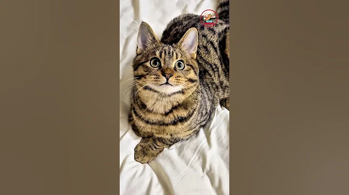 Video 11758321: mau cat meowing, mau cat funny, cat pets meow funny