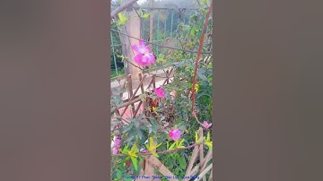 BẢO LẠC QUÊ EM - SÁNG TÁC NSND NÔNG XUÂN ÁI