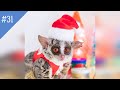 #31 FUNNY PETS / СМЕШНЫЕ ВИДЕО 2021 / Я РЖАЛ ПОЛЧАСА / СМЕШНЫЕ ЖИВОТНЫЕ