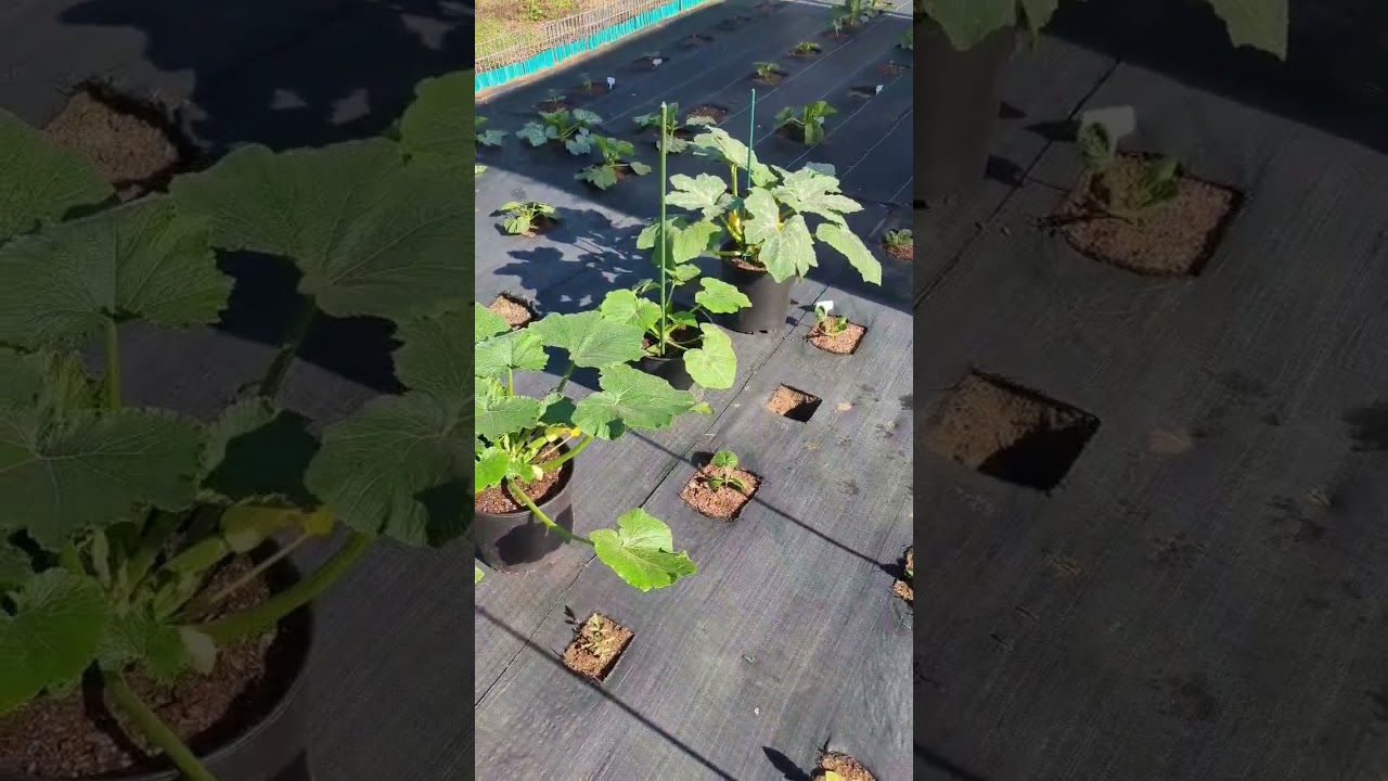 zucchini plants are getting too big for the greenhouse !! 