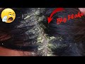 Best Itchy Scalp Dandruff Treatment!! | Big Flakes Scalp Scratching And Picking In Hair #614