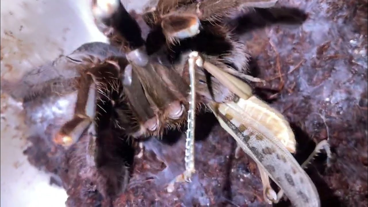 Cameroon red baboon tarantula (Hysterocrates gigas)