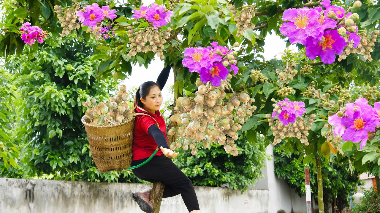 Harvesting Lagerstroemia fruit ( Queen Crape Myrtle Tree)- How to Make Yangzhou Fried Rice
