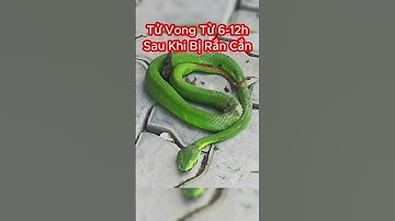 Điều Gì Xảy Ra Sau Khi Bị Rắn Lục Đuôi Đỏ Cắn #shorts