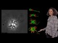 Nicole King (UC Berkeley, HHMI) 2: Choanoflagellate colonies, bacterial signals and animal origins