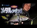 【アジング】超絶楽しい！爆釣・メタルアジング入門【Ajing】