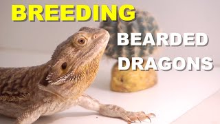 Breeding Tips - Choosing The Right Bearded Dragons