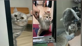 Cats silliest creature on earth 😆- Funny cats videos 🐱 #hillariouscatvideos  #funny