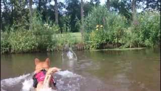 King Bing met zijn Ezydog DFD - Dog Life Vest