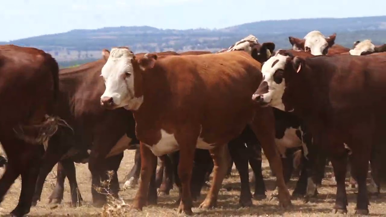 Alvadale AI’d Heifers