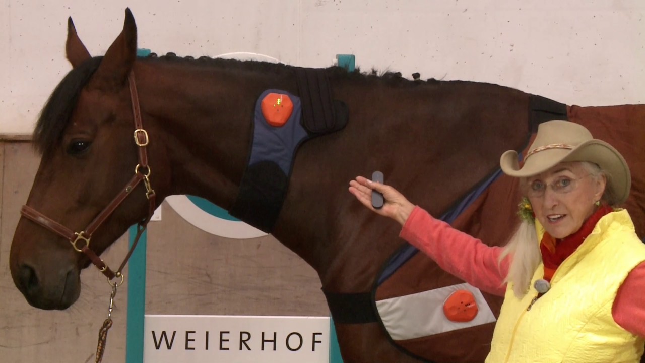 Veterinary Equine Unit Demonsrated