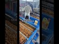 Automatic Walnut Washing Production Line