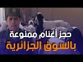 شاهد حجز رؤوس أغنام من سلالة دمان الممنوعة من التداول بالتراب الوطني الجزائري mp3