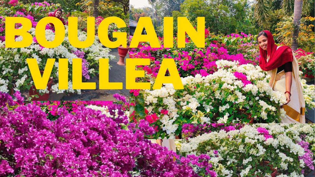Bougainvillea Flowering booster🔥|  SECRETS To Get MORE |FlowersBougainvillea Flowering Tips|