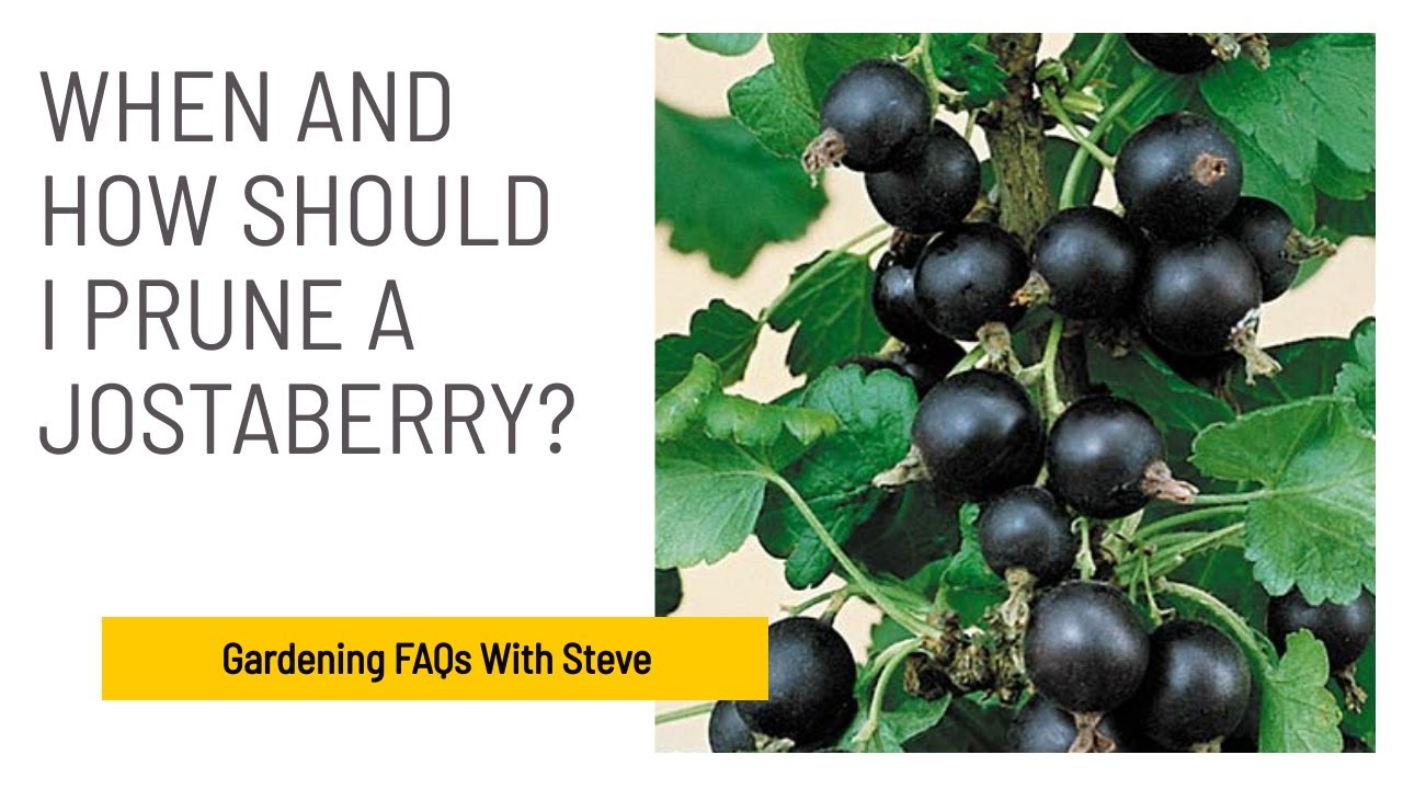 When and how should I prune a jostaberry? YouTube