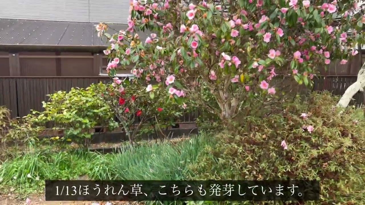 2026年2月27日 そら豆・春菊・ほうれん草