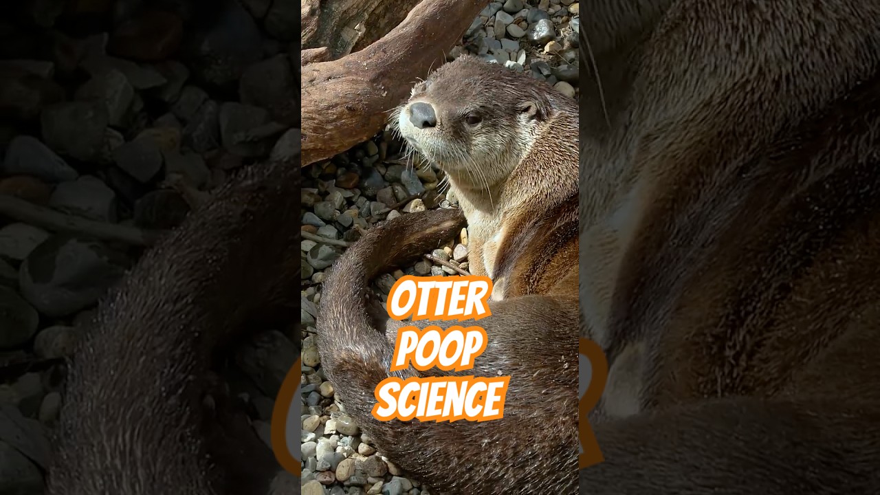River Otter Poop Forensics
