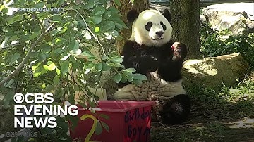 Bei Bei the giant panda leaving the National Zoo for China