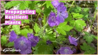 Propagating Native Plants | Volunteer Gardener